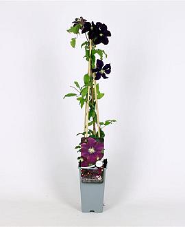 Clematis 'Warszawska Nike' Pot 2 Liter