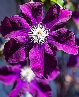 Clematis 'Warszawska Nike' Pot 2 Liter