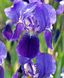 Iris (G) 'Lent A. Williamson' Pot 9 cm