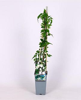 Jasminum officinale Pot 2 Liter