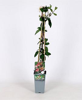Lonicera per. 'Belgica Select' Pot 2 Liter