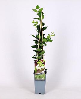 Lonicera purpusii 'Winter Beauty' Pot 2 Liter