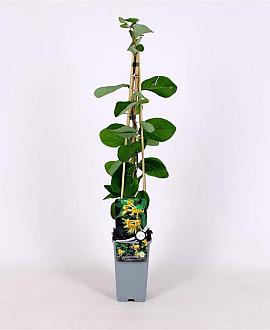 Lonicera tellmanniana Pot 2 Liter