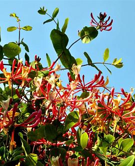Lonicera tellmanniana Pot 2 Liter