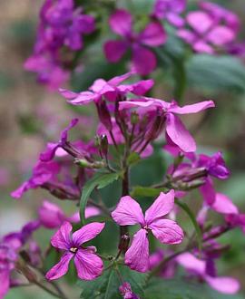 Lunaria annua Pot 9 cm