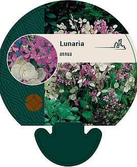 Lunaria annua Pot 9 cm