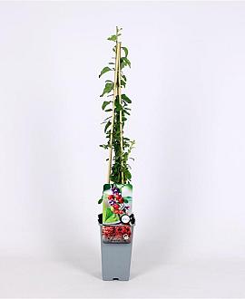 Lycium barbarum Pot 2 Liter