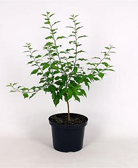 Maclura pomifera Pot 12 liter 100 - 125 cm
