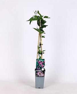 Passiflora violacea 'Victoria' Pot 2 Liter