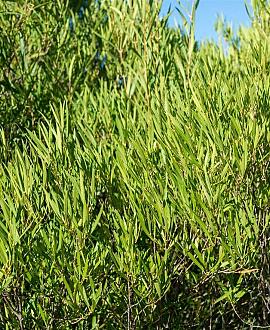 Phillyrea angustifolia Pot 7,5 Liter 60 - 80 cm