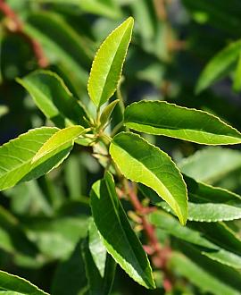 Prunus l. 'Angustifolia' Pot 10 liter Stam 120 cm