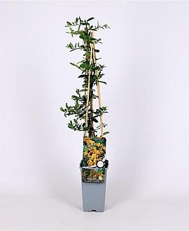 Pyracantha 'Golden Charmer' Pot 2 Liter