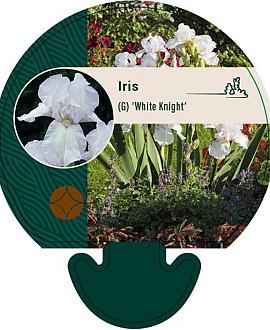Iris (G) 'White Knight' Pot 9 cm