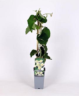 Actinidia deliciosa 'Atlas' Pot 2 Liter
