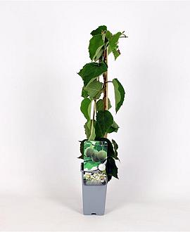 Actinidia deliciosa 'Hayward' Pot 2 Liter