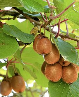 Actinidia deliciosa 'Jenny' Pot 2 Liter80 - 100 cm