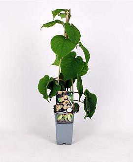 Actinidia deliciosa Solissimo Pot 2 Liter