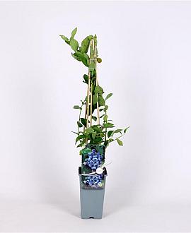 Vaccinium c. 'Bluejay' Pot 2 Liter