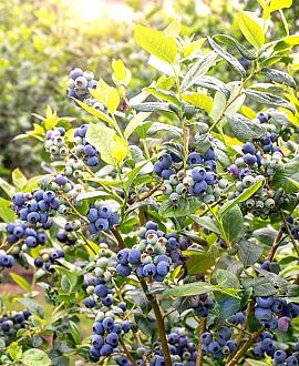 Vaccinium c. 'Brigitta Blue' Pot 2 Liter