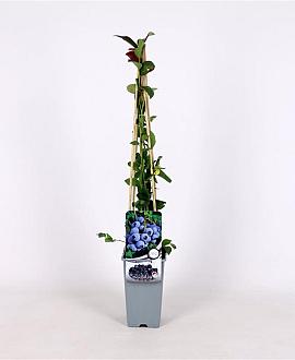 Vaccinium c. 'Duke' Pot 2 Liter