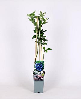 Vaccinium c. 'Goldtraube 71' Pot 2 Liter