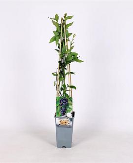 Vaccinium c. 'Jersey' Pot 2 Liter