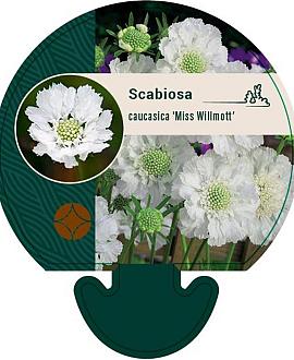 Scabiosa cauc. 'Miss Willmott' Pot 9 cm
