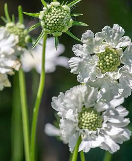 Scabiosa cauc. 'Miss Willmott' Pot 9 cm