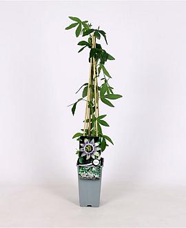 Passiflora 'Damsel's Delight' Pot 2 Liter