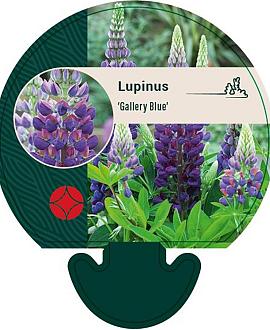Lupinus 'Gallery Blue' Pot 9 cm
