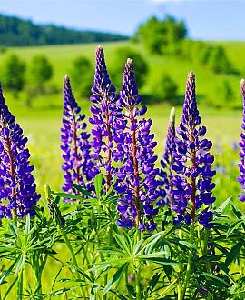 Lupinus 'Gallery Blue' Pot 9 cm