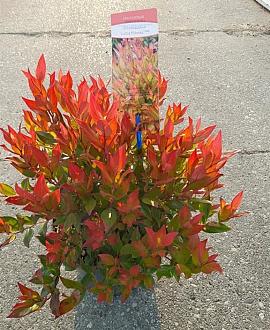 Leucothoe 'Little Flames' Pot 5 Liter 