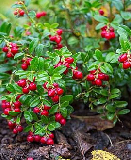 Vaccinium vitis-id. Fireballs Pot 2 Liter