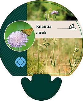 Knautia arvensis Pot 9 cm
