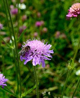 Knautia arvensis Pot 9 cm