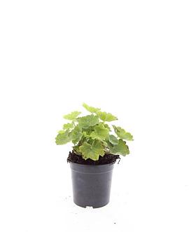 Alchemilla mollis Pot 1,5 liter