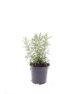 Rosmarinus officinalis Pot 1,5 liter