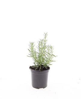 Rosmarinus officinalis Pot 1,5 liter