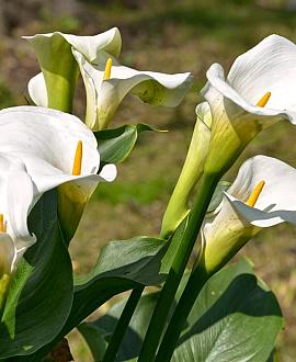 Zantedeschia aethiopica Pot 9 cm