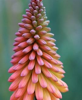 Kniphofia uvaria Pot 9 cm