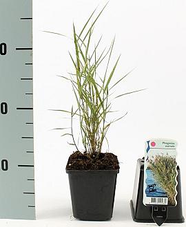 Phragmites australis Pot 9 cm