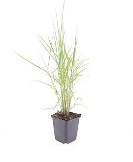 Phragmites australis Pot 9 cm