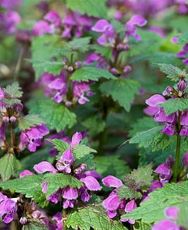 Lamium mac. 'Beacon Silver' Pot 9 cm