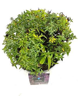 Aster 'Wood's Purple' Pot 2 Liter