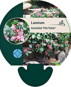 Lamium mac. 'Pink Pewter' Pot 9 cm