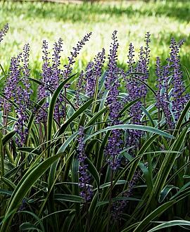 Liriope muscari 'Moneymaker' Pot 5 Liter 