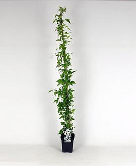 Clematis mont. 'Alba' Pot 5 Liter 150 - 175 cm