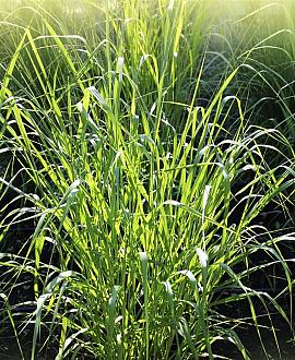 Panicum virgatum 'Northwind' Pot 2 Liter