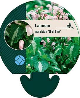 Lamium mac. 'Shell Pink' Pot 9 cm