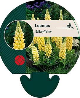 Lupinus 'Gallery Yellow' Pot 9 cm